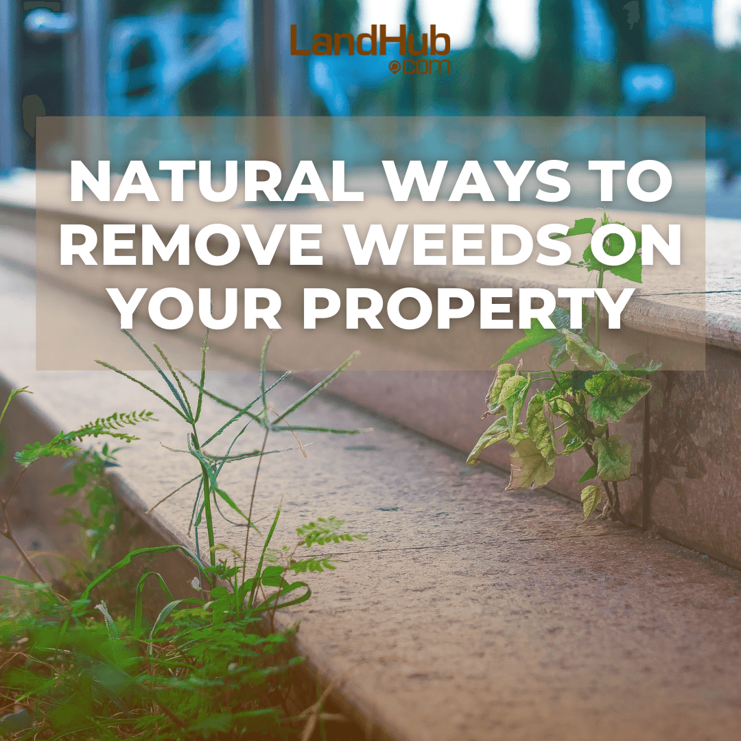natural ways to remove weeds on your property