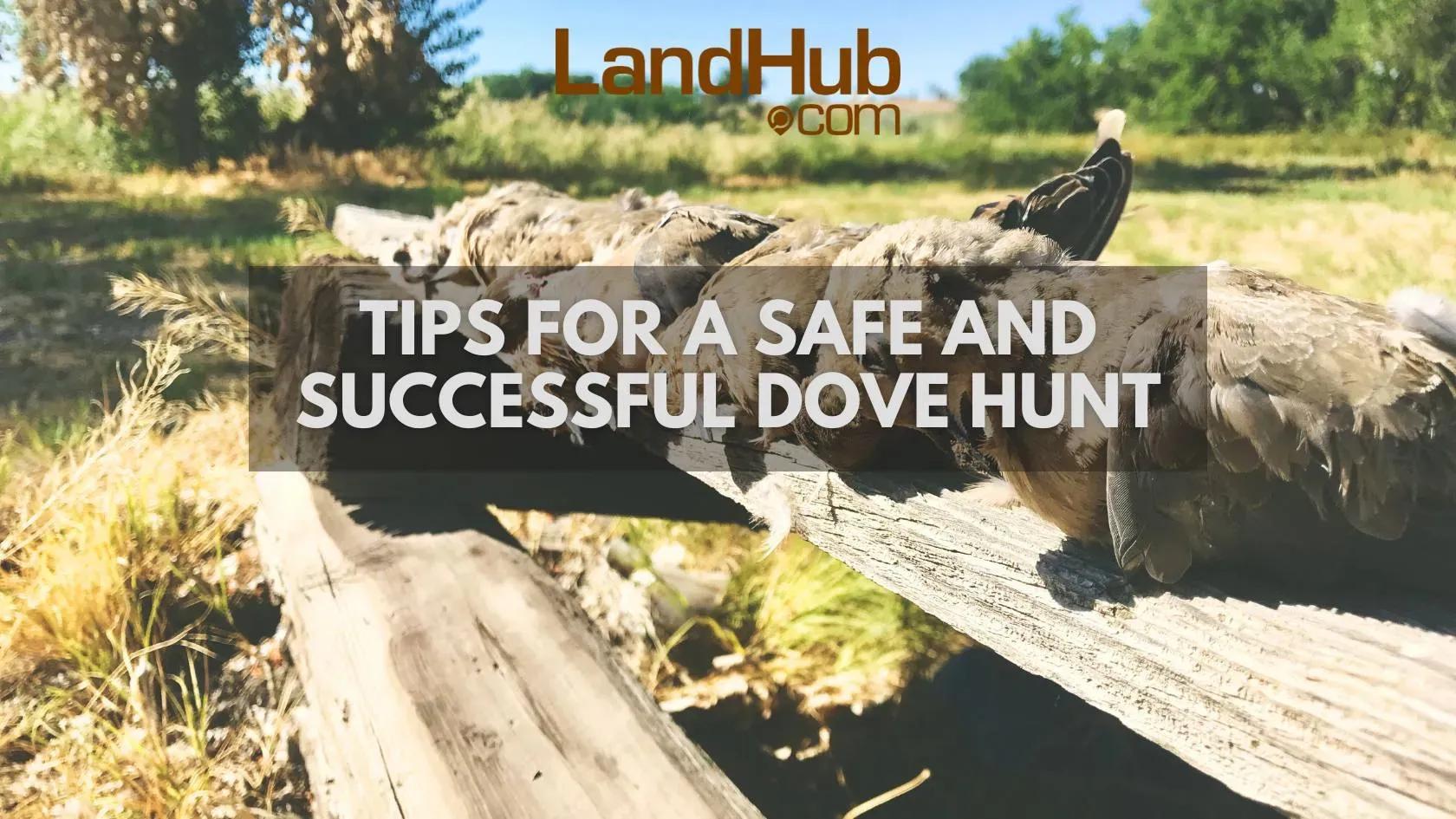 tips for a safe and successful dove hunt