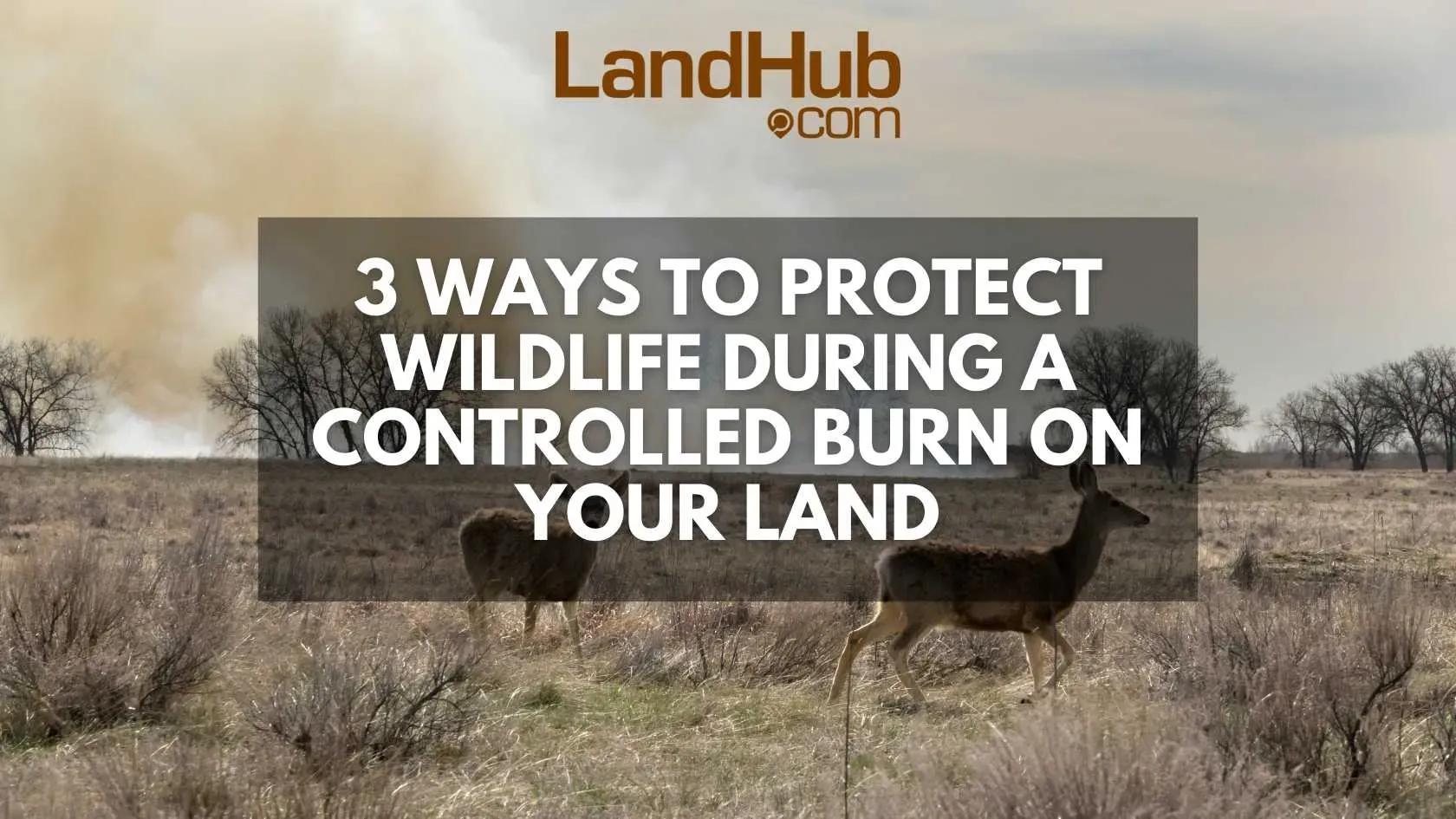 3 ways to protect wildlife during a controlled burn on your land