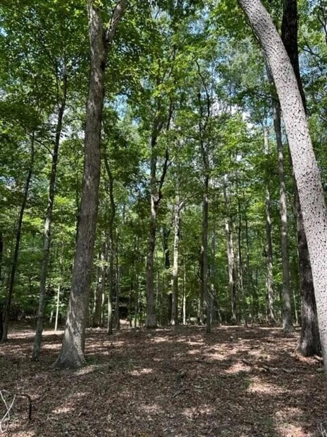 3.11+/-acres beautiful level lot located in the Eagle Bluff Estates