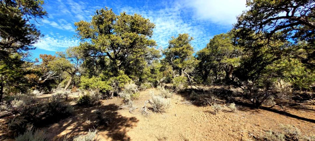 Rolling hills with Trees San Pedro Mesa - R Ranch Southern Colorado