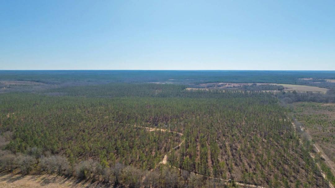 450± Total Acres - Jefferson Tract North - Exceptional Timber