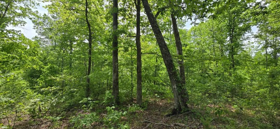 76 ACRES OF TIMBER AND WILDLIFE RETREAT