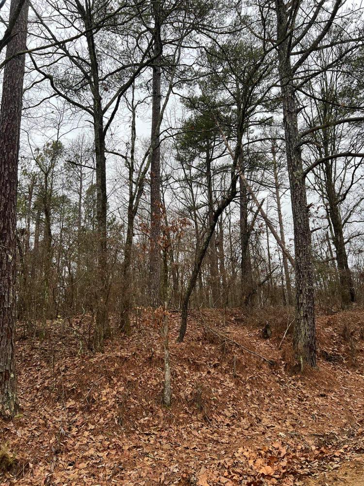 4.6 Acre Homesite in Carroll County, MS