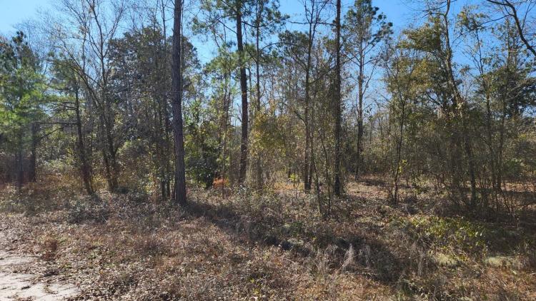2.05 Acres in Charlton County