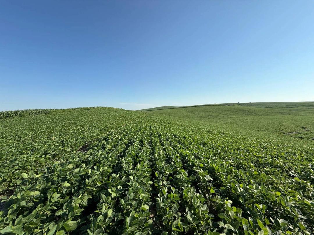 Productive 80.49± Acre Dryland Farm Ground in Greeley County, NE