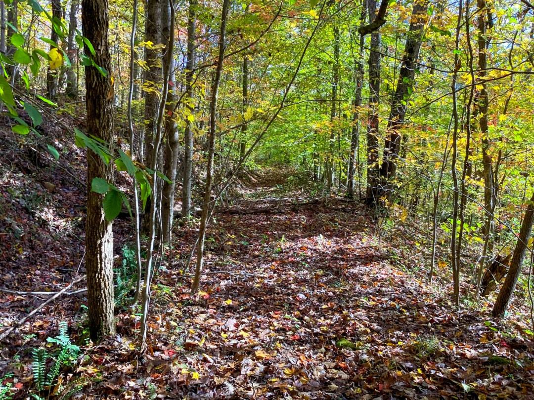 New River Timber Property
