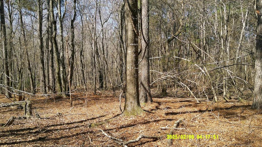 37.8 Acres in Dooly County, GA