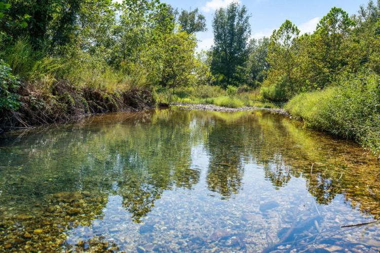 447 Acres with Live Natural Springs