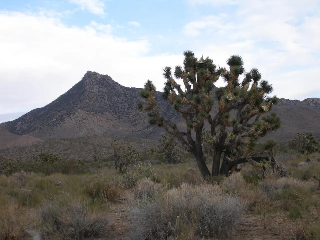 Joshua Trees - Views Views Views - Lake Mead City