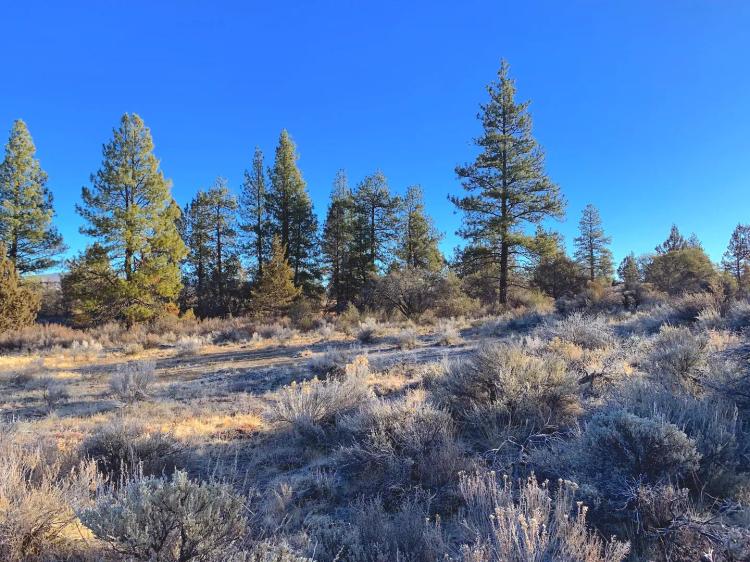Land with Trees & Mountains: 2.4 Acres for $280/mo - Easy Owner Financing!