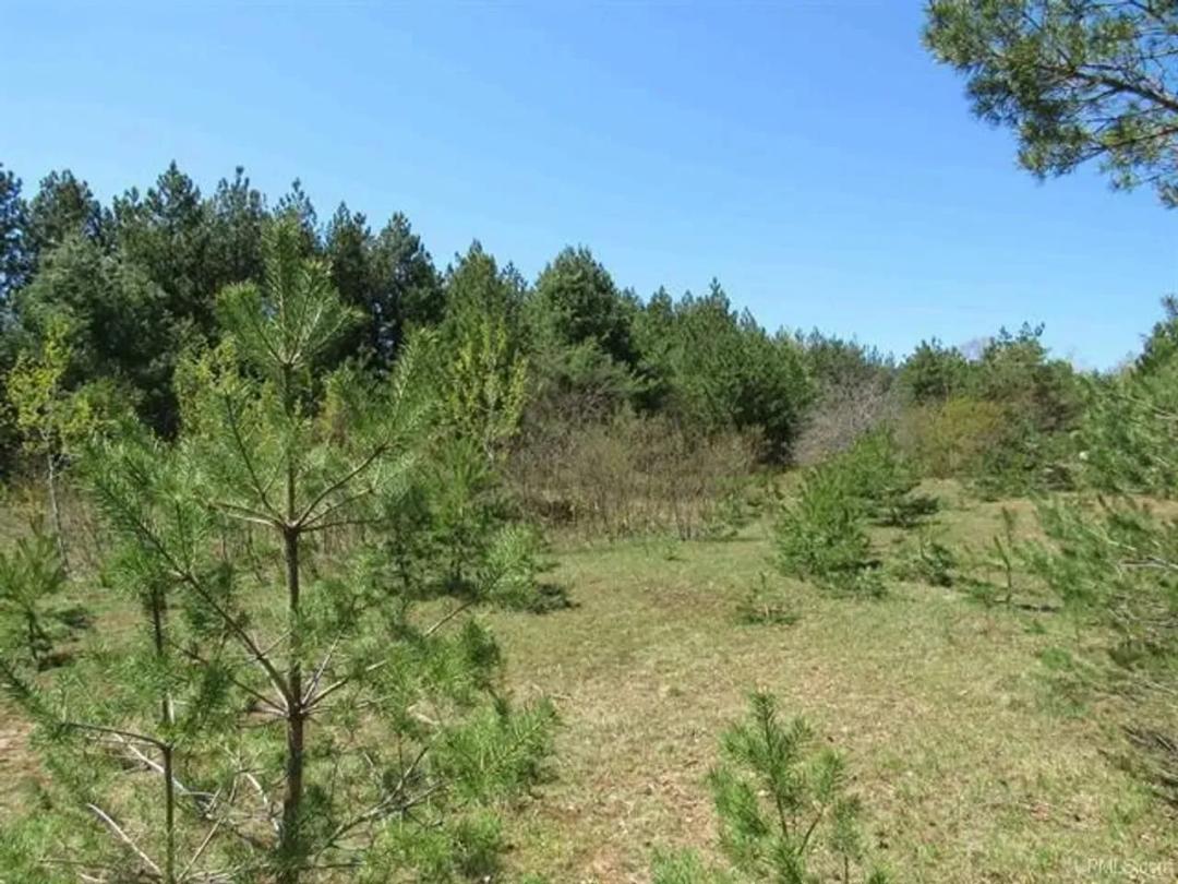 U.P. Michigan Wooded 40 Acres 50111417