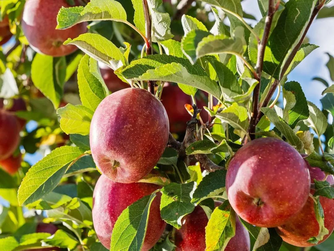 Chelan Organic Orchard