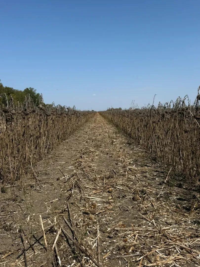 117.5 Acres with a Camp House in Leflore County, MS