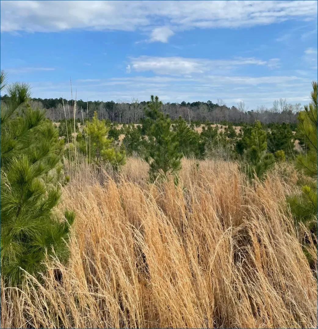 33.8 Acres in Calhoun County in Pittsboro, MS