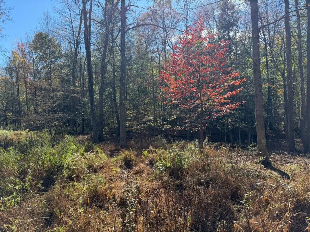 Moss Creek Property - 182+/- Acres