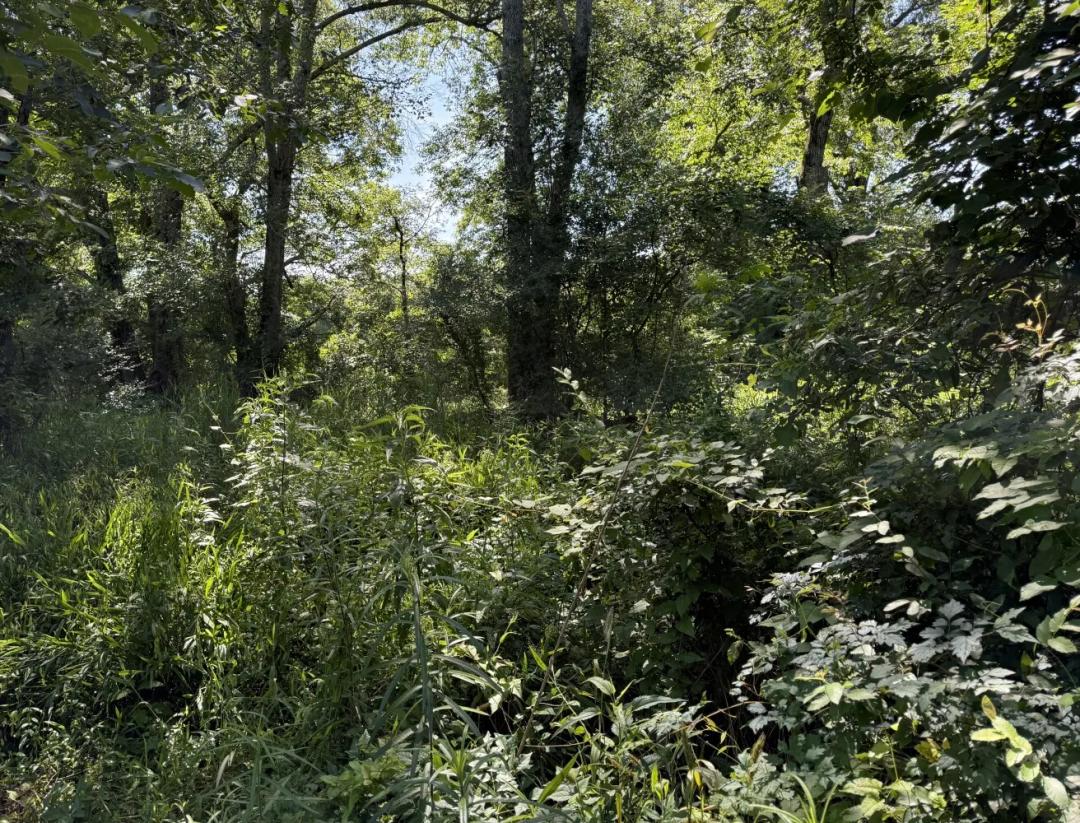 41.30 Acres at 0 Hwy 854