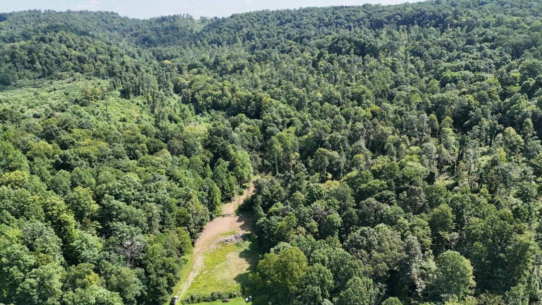 119 Acres off Spall Lick Road in Barbour Co.