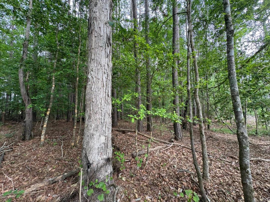 13 acres. Father & Son hunting tract. Deer, Turkeys, Hogs
