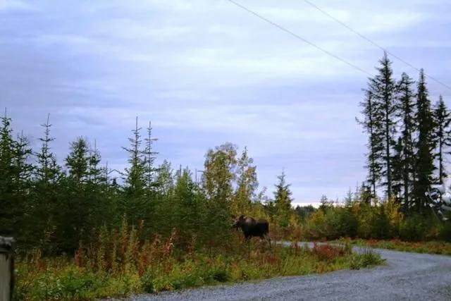 REMOTE Alaskan Land near Moose Point - 1/4 mile from Cook Inlet