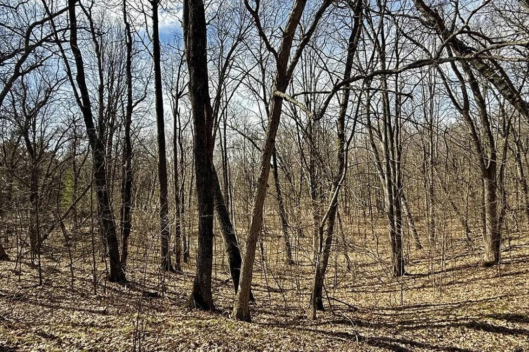 1.69 Acres Wooded Land Near Muskrat Lake Walkout Potential