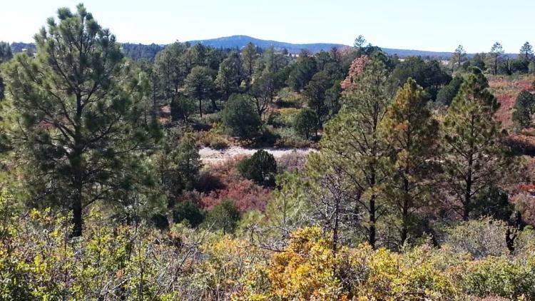 Near the main entrance Timberon New Mexico * 30 miles south of Cloudcroft  In the mountains