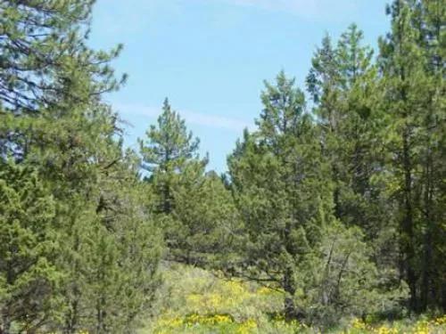 92-acres-in-the-pines-m-3