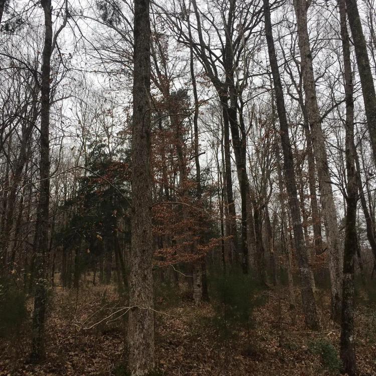 Secluded Alabama River Lot