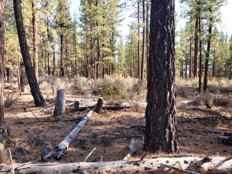 Rare Treed parcel  in Oregon pines , Level & good roads
