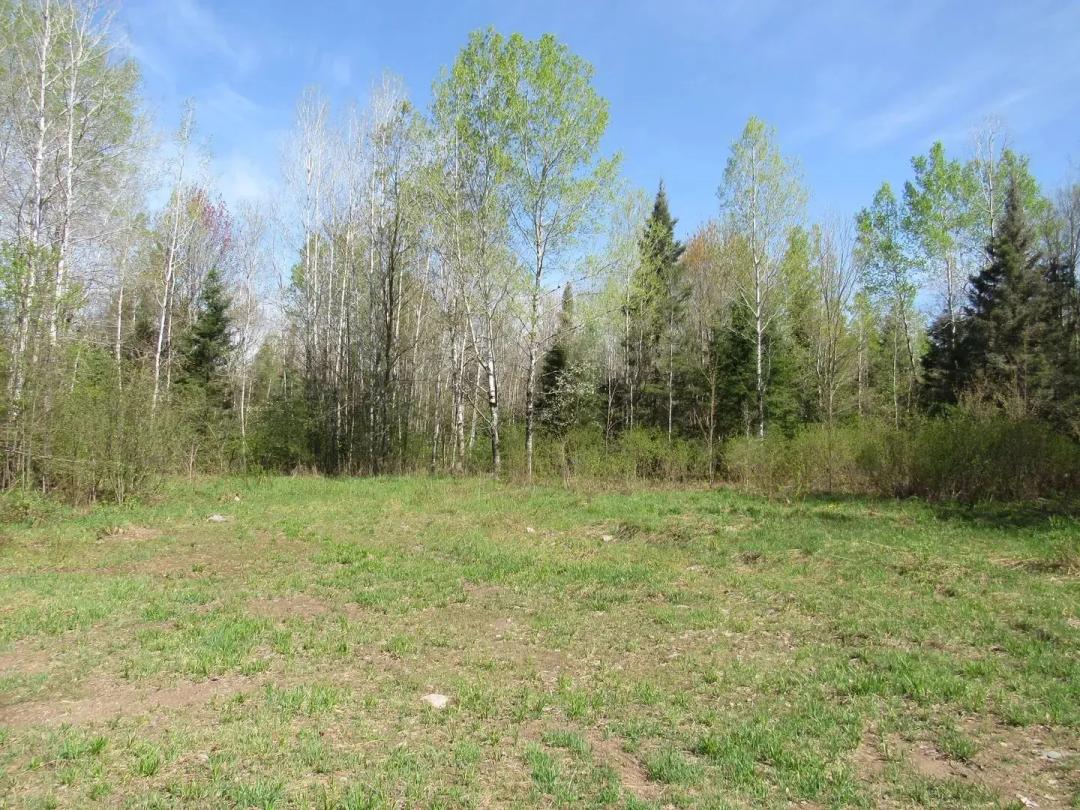 288 +/- Wooded Acreage 50175744