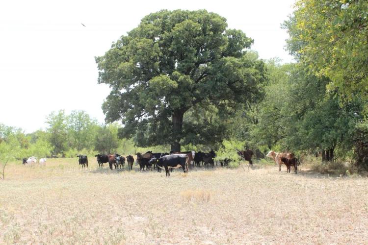 Texas-Limestone County Christmas Creek Ranch 900 M/L Acres