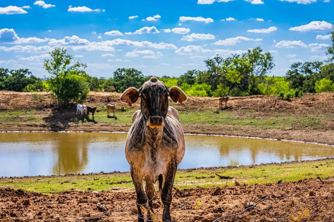 "New Ranch"- 221.37 Acres Atascosa County!