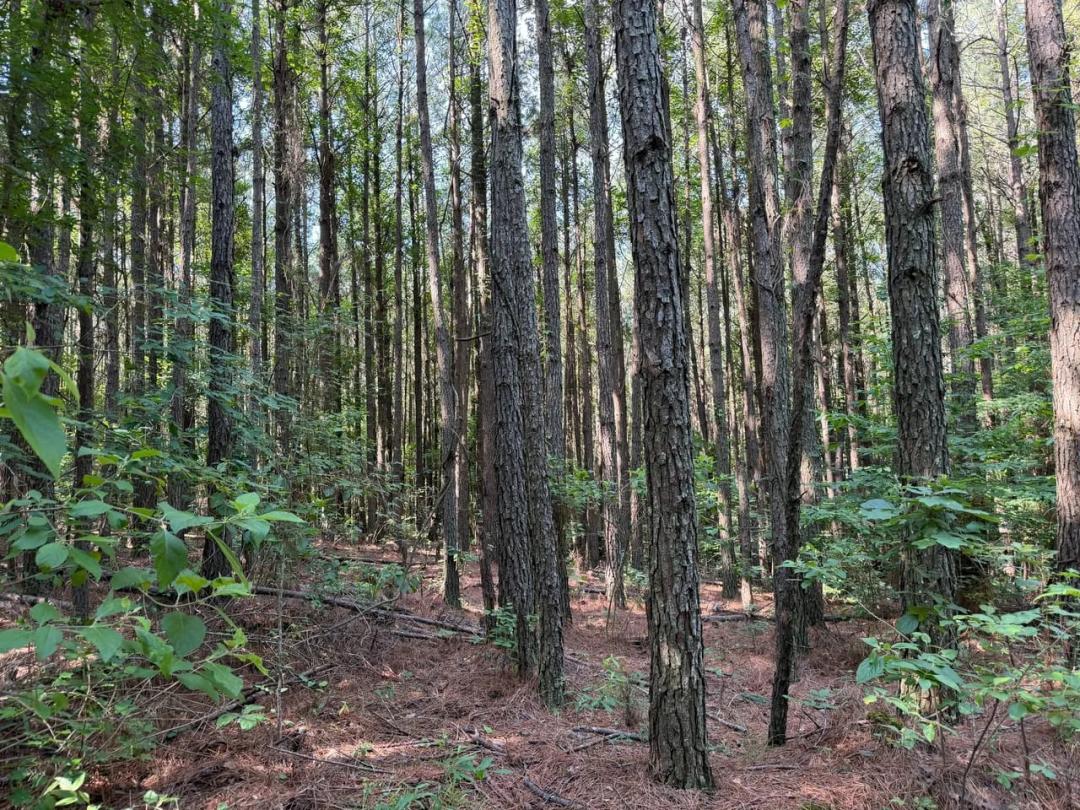 Nolen Estate of Claiborne Parish, 36 Acres +/-