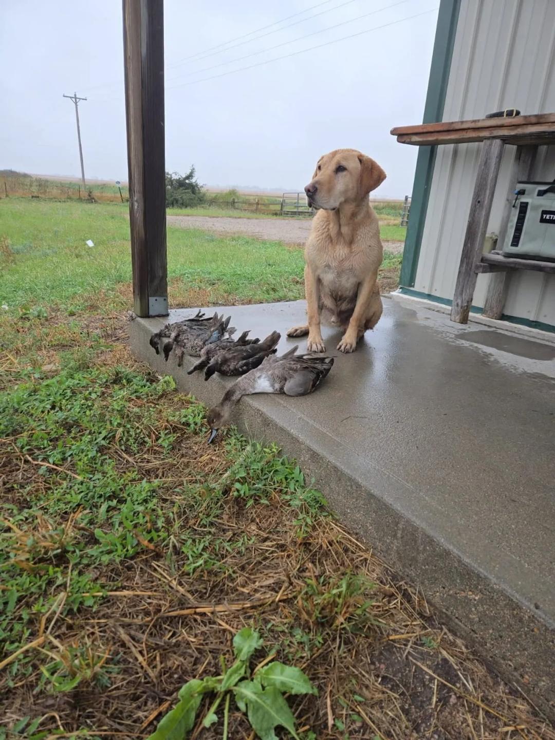 Waterfowl & Upland Bird Hunting Cabin - Fillmore County, Nebraska