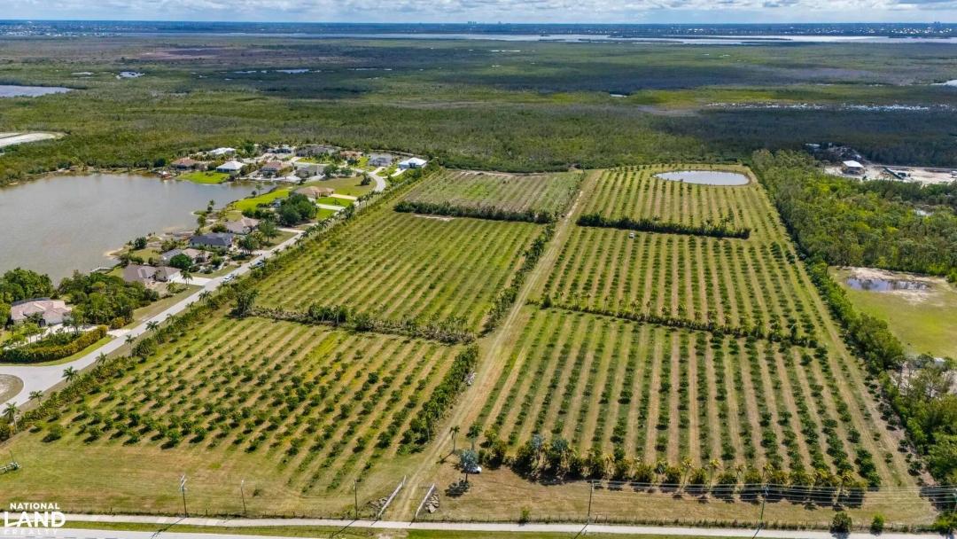 Pine Island Mango Grove Investment