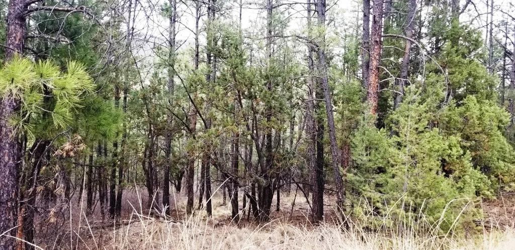 Scenic Lincoln National Forest. Treed parcel backs to designated park area.