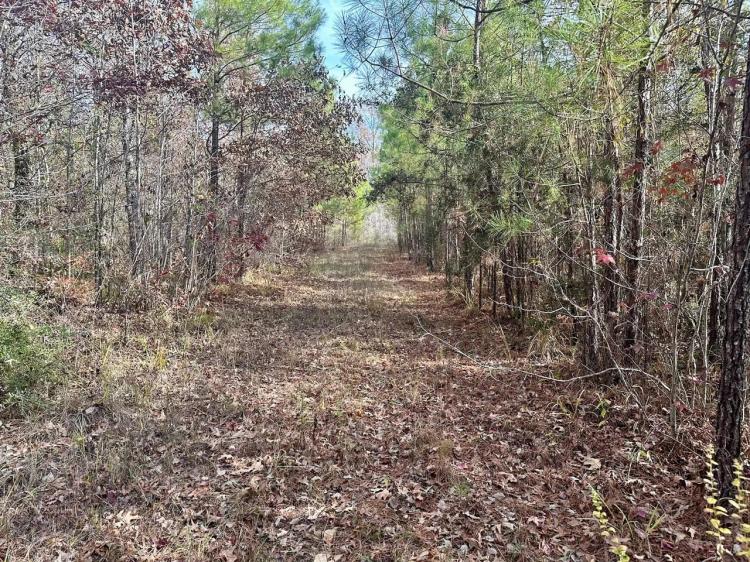 40 Acres Hunting Tract with Mixed Hardwood Located  in LaSalle Parish