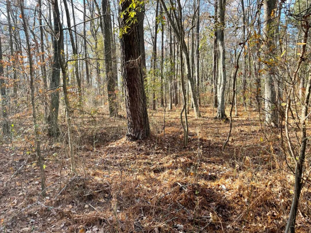 3.25 Acres at 0 Five Farms Dr