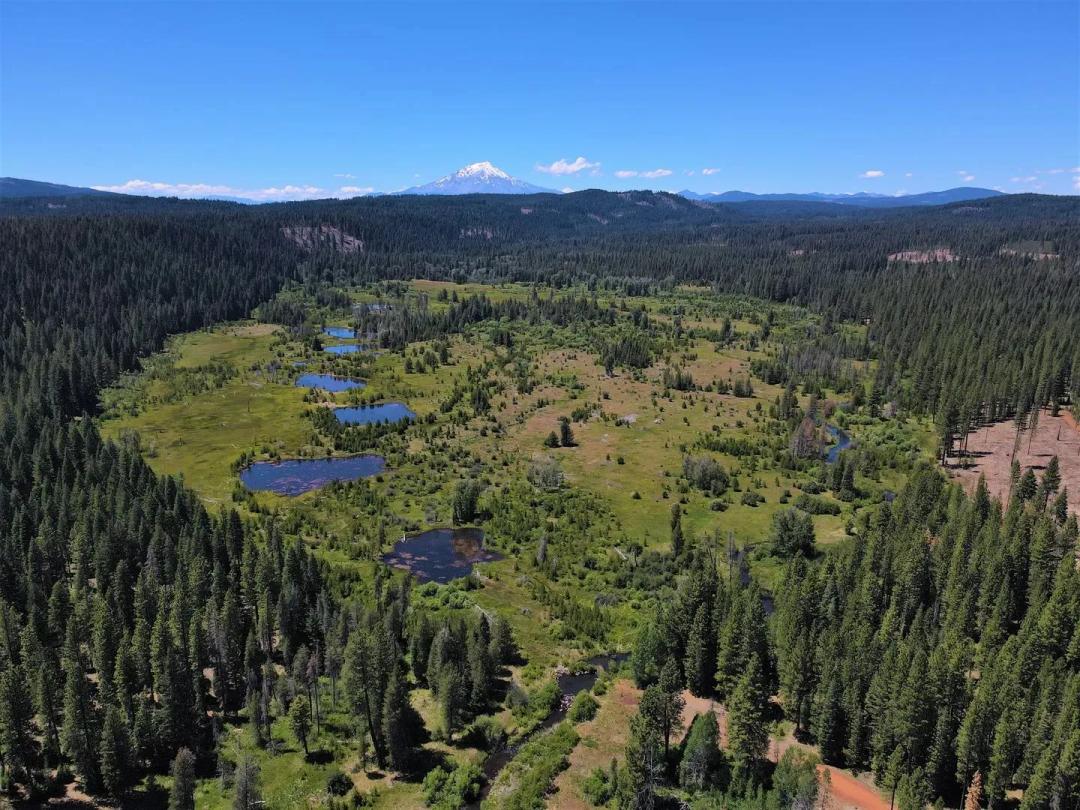 Bear Flat Meadows