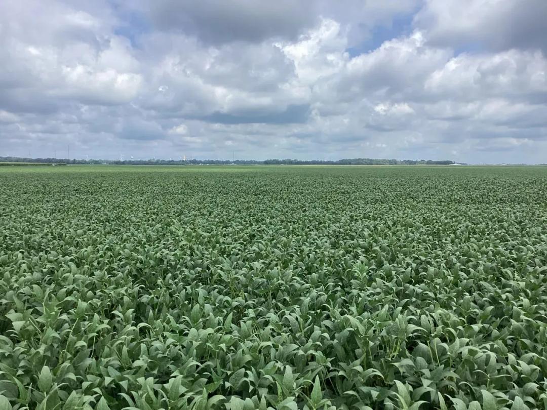 The Burns Farmland Auction | 165.04 +/- Surveyed Acres | Douglas County, IL