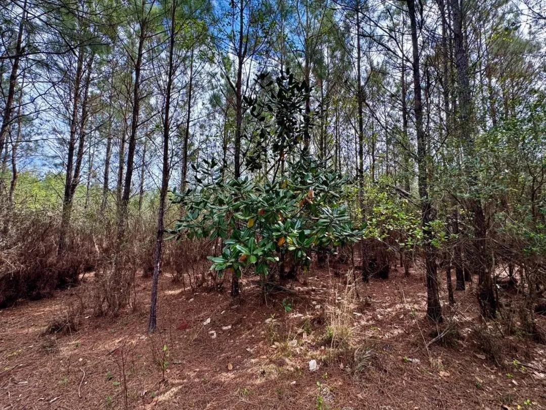 15.66 Acres Captain Brown Rd
