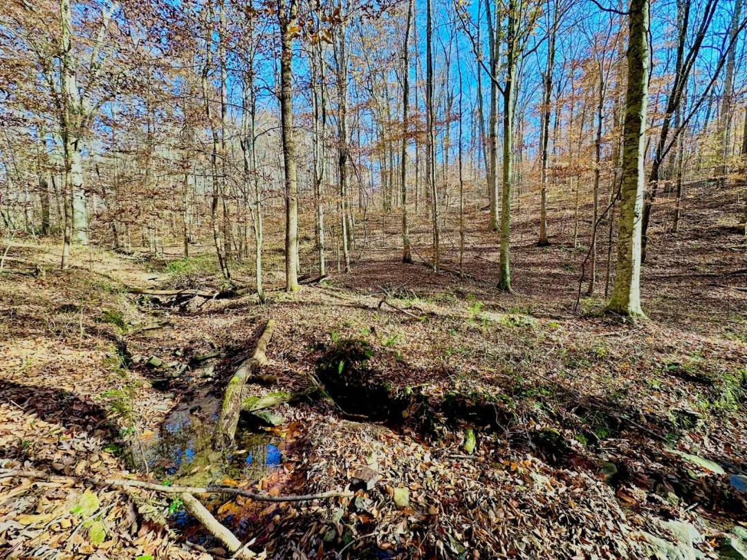 21 plus Acres in Tracts: Tract #4