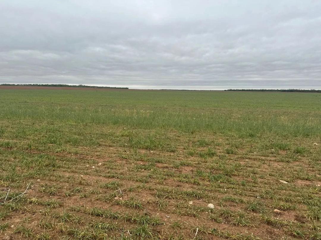 PRICE REDUCTION!! 12 +/- Ac TBD FM 1812 (TR 2), Jones County