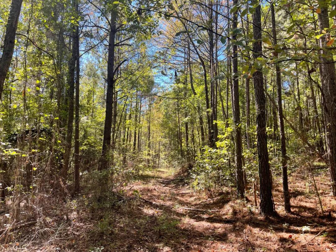 43.00 Acres at 0 County Road 108