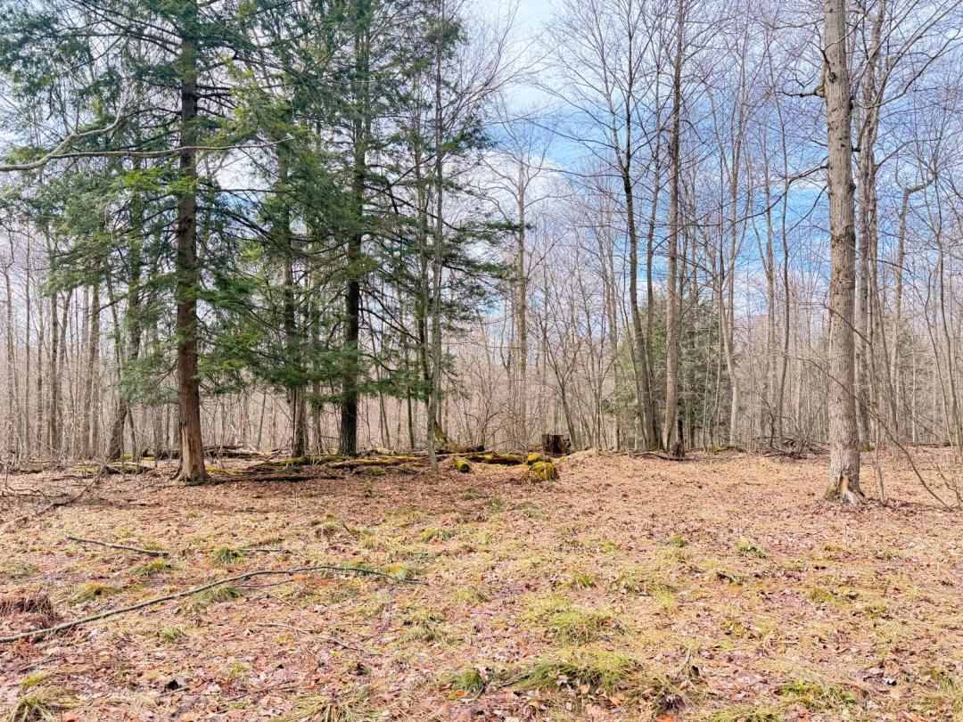 Quality Hardwood Hunting and Recreational Land Near Tidioute