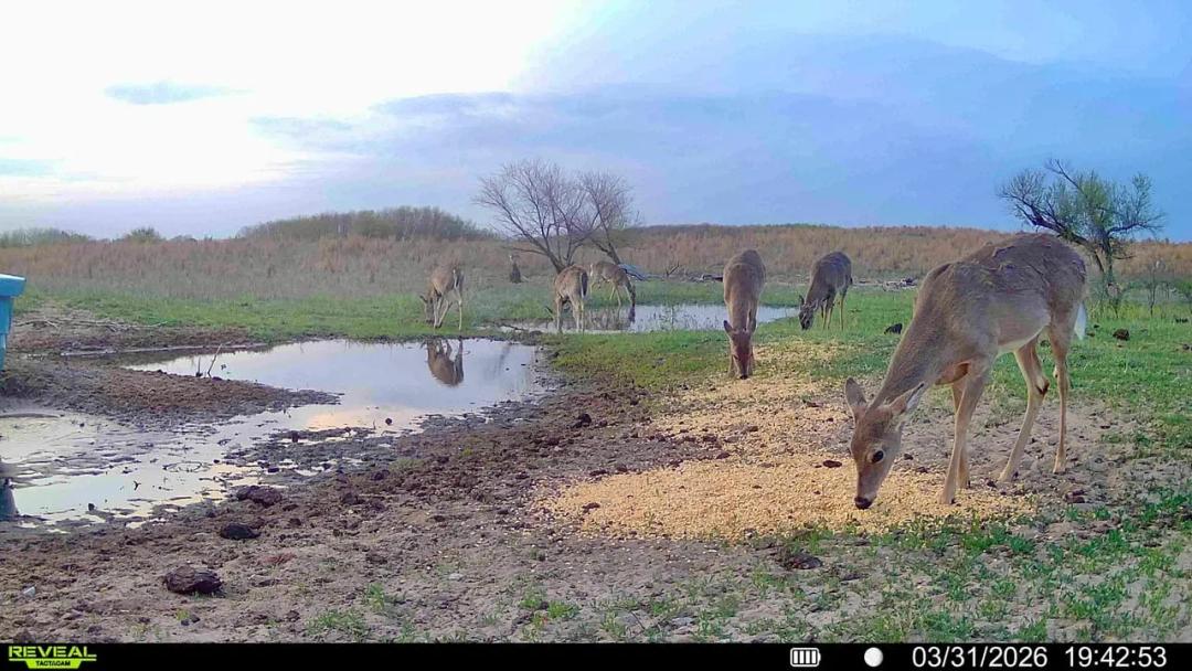 The Salt Plains Sandhills Hunting & Grazing Quarter | Alfalfa County, OK