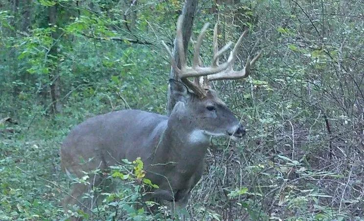 56±-Acre Property Ideal for Big Buck Hunting – Franklin County