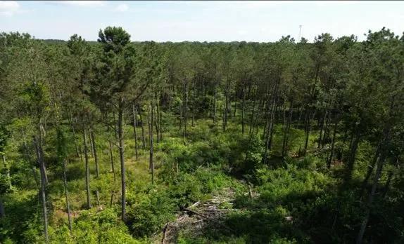 88.6 Acres in Choctaw County in Ackerman, MS 