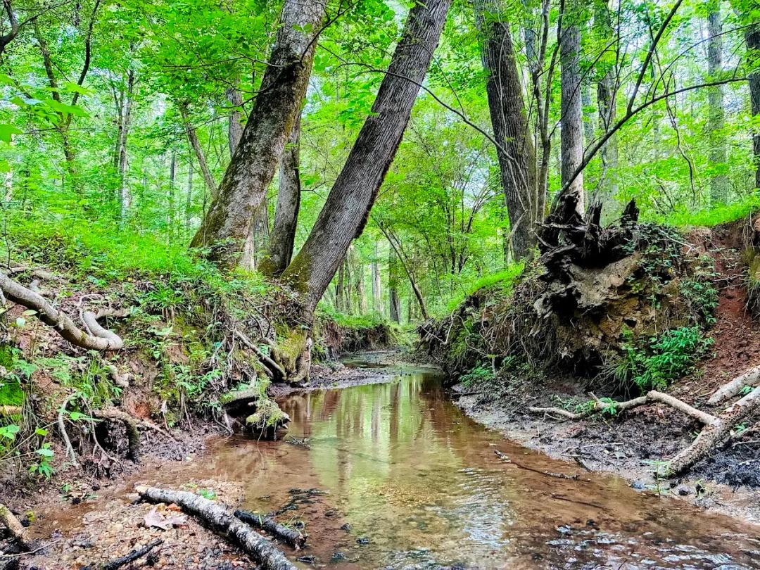 51.83 Acres at 0 Caldwell Road Tract B1