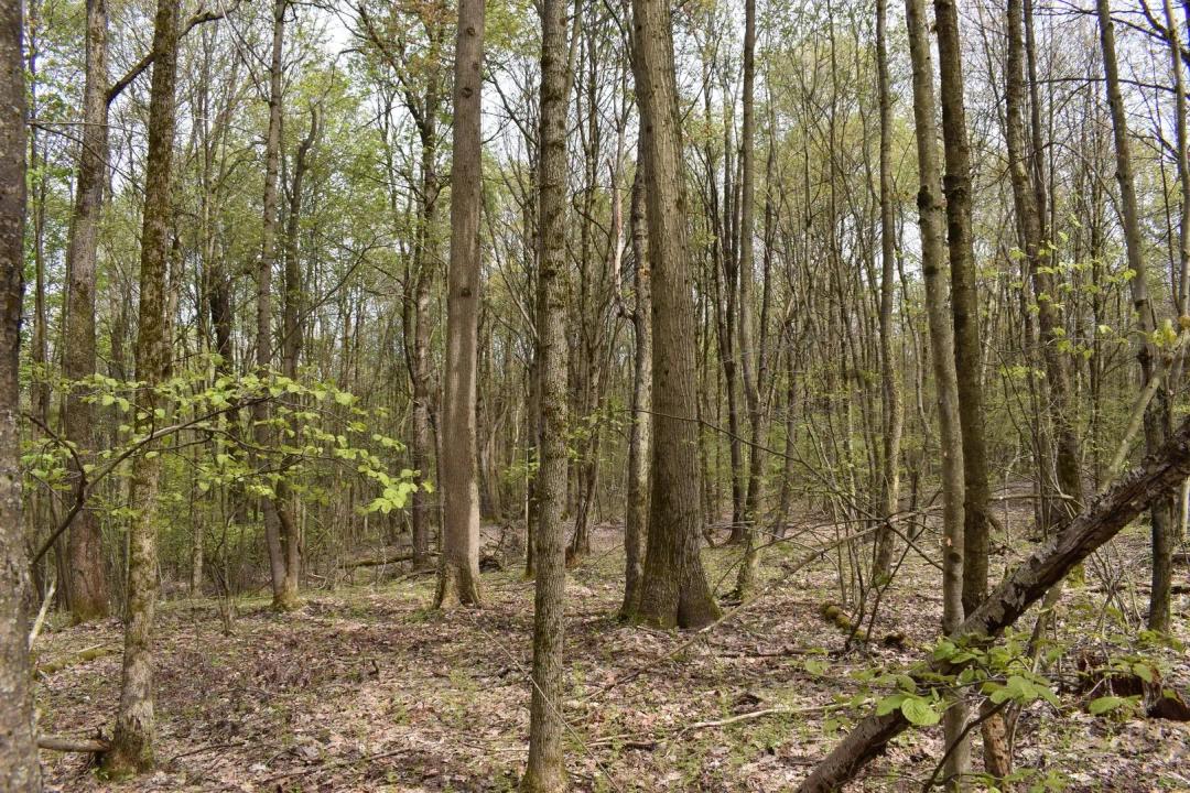 Hunt Road Hunting